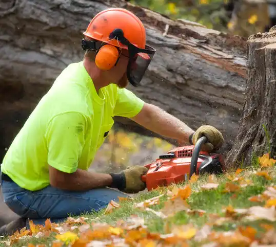 tree services Olean